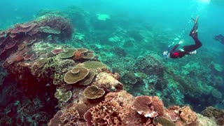 Hope for Great Barrier Reef, study says