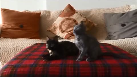 Kittens have heavy metal jam session