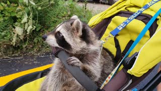 Pet raccoon goes for a ride in a baby stroller