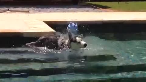 Husky puppy's first time swimming