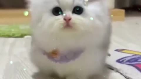 Baby cat