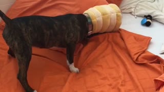 Puppy Gets Head Stuck Inside Toy Beehive