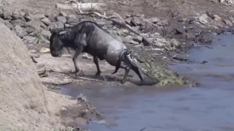 The wildebeest crossing the river was attacked by a crocodile. Can it survive?