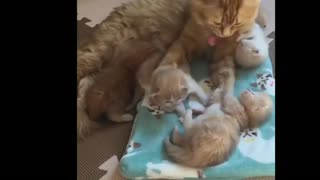 Adorable Little Kitties