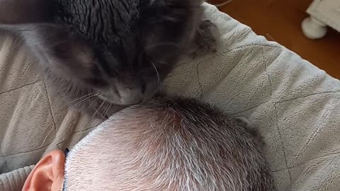 Germaphobe cat gives a bath to his dad