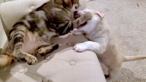 Rescued puppy tries so hard to befriend unimpressed cat