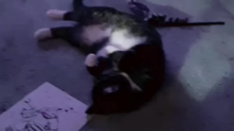 Cat rolls over for food