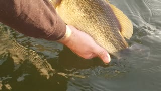 Montana Largemouth Bass fishing