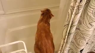 Crazy cat tries to drink from the shower
