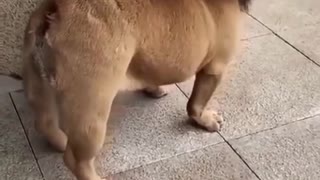 Funny dog video - You don't want to miss