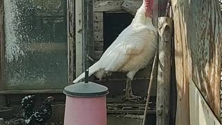 Chicken and Turkey