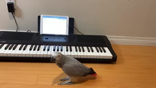 Talented parrot sings and plays 'Happy Birthday' song on piano