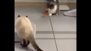 FUNNIEST CATS EVER!