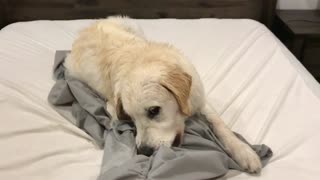 Golden Retriever refuses to get off the bed