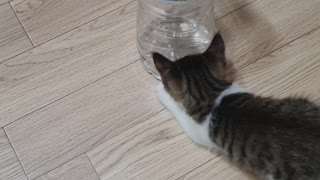 Kitty play with water bottle