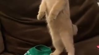 Cute kitten baby cat funny video