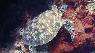 Turtle ocean