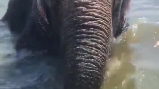 elephant kicks