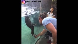 Adorable Otter Plays With The Human Behind The Glass