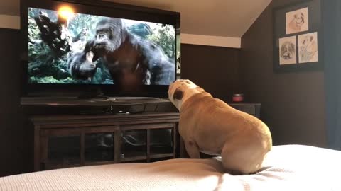 Bulldog has incredible reaction to actress in trouble