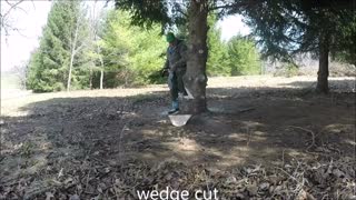 Felling spruce tree 1