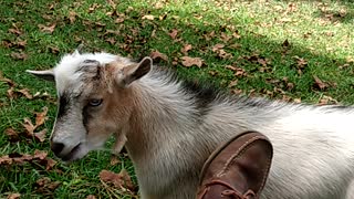 Goats in the yard