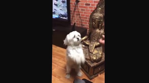 Little Dog Dancing