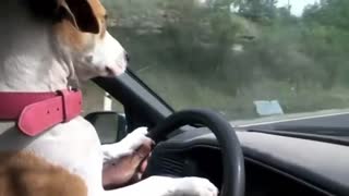 Dog takes over the wheel