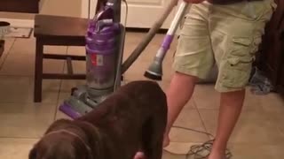 Chocolate Lab absolutely loves to get vacuumed