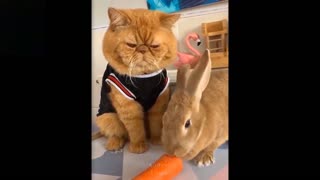 Funny animals compilation with cats and dogs