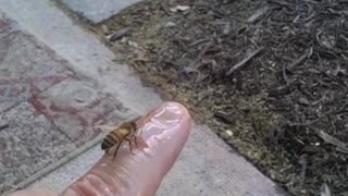 Pet honey bee