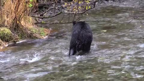 bear hunting salmon in the river