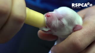 Helps raise abandoned newborn puppy