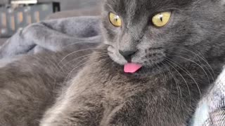 Tongue Out for Tired Cat