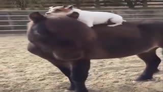 Watch the dog play with the horse