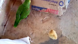 Chick went to fight with the parrot