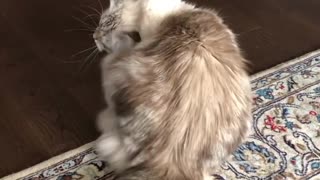 Crazy cat shows off some very weird moves