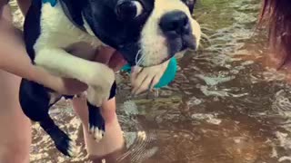 Puppy’s first swim!