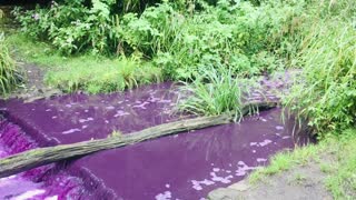 Purple River Flowing in Scotland