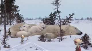 What Kids Should Know About Polar Bear