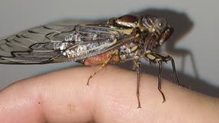 Australian Cicada