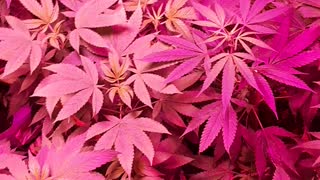 Medical marijuana going into bloom Week 1