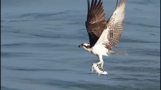 Osprey Bird Attack fish 2021