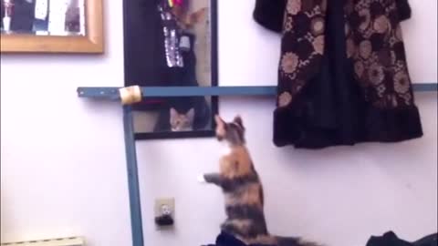 Mirror Kitten Climbing Fail