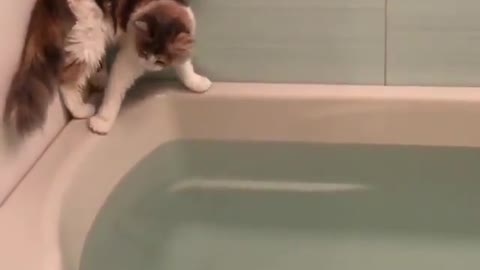 the cat moves by the bathtub