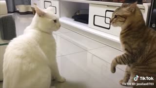 Cats are having a conversation!!