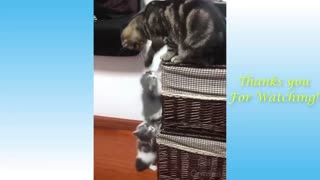 animals funny moments part 2