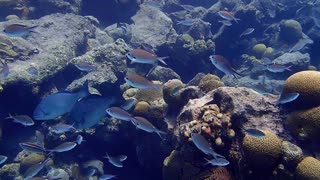 Good variety of fish @ "Something Special", Bonaire N.A. - October 2019