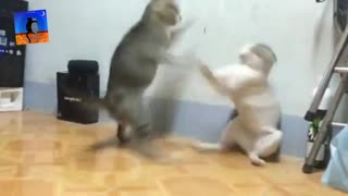 Supper Fighting Cats