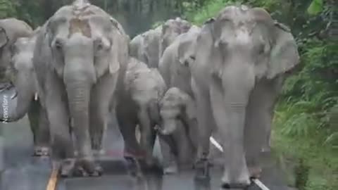 A herd of elephants is pulling on the public road